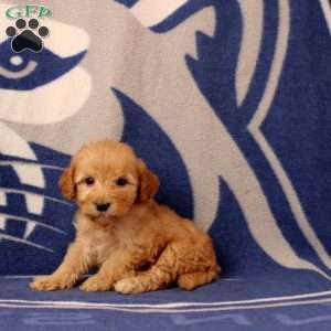 Ugene, Mini Goldendoodle Puppy
